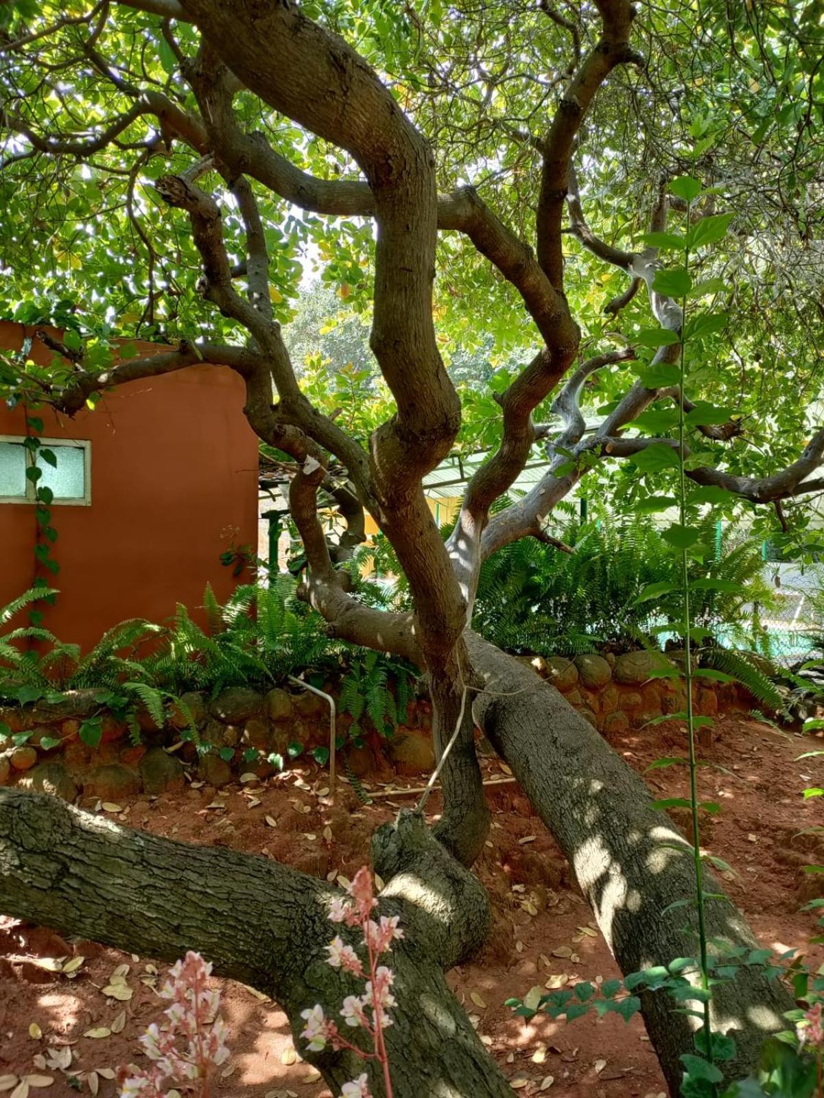 Inn Pondiville Forest Retreat Ποντισερί Εξωτερικό φωτογραφία
